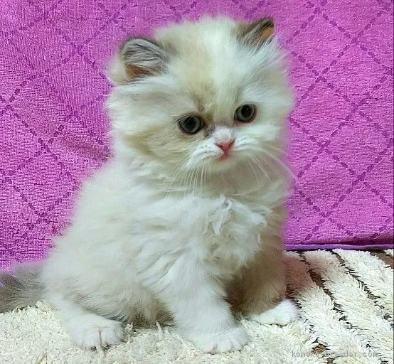 ID:2002-01116の子猫