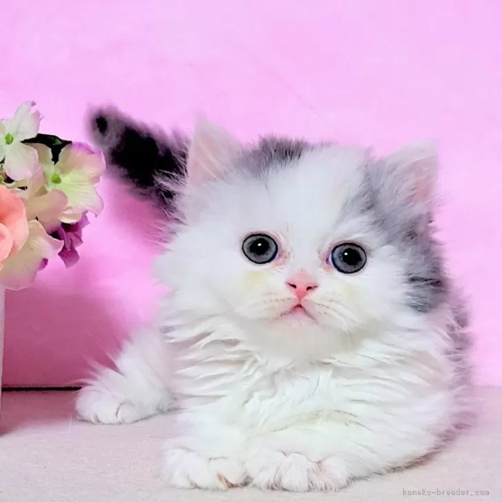 ID:2408-00301の子猫