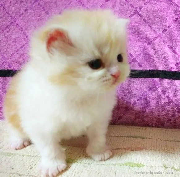 ID:2002-00633の子猫