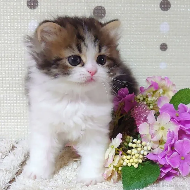 ID:2106-00662の子猫
