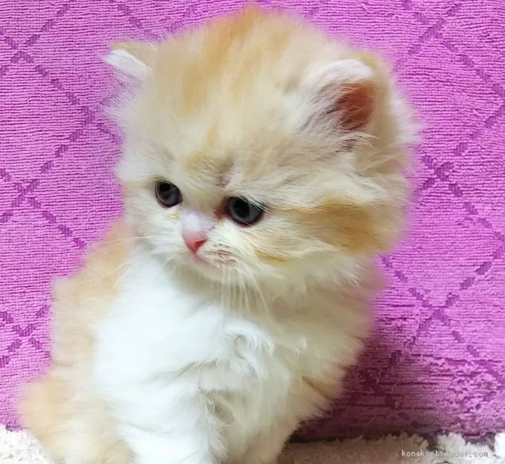 ID:2002-00636の子猫