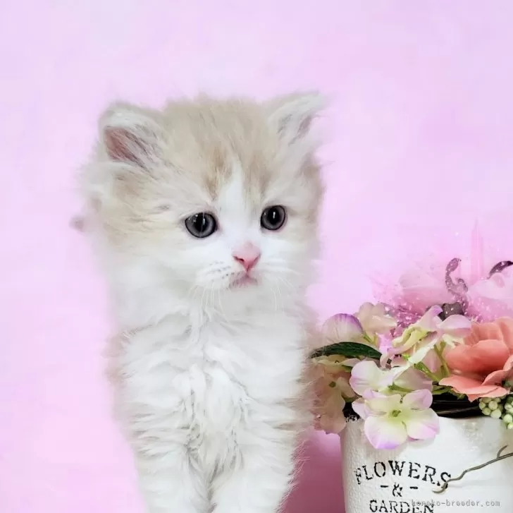 ID:2503-02523の子猫