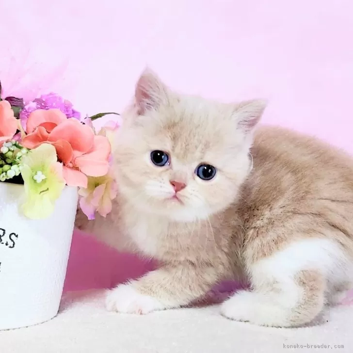 ID:2504-01622の子猫
