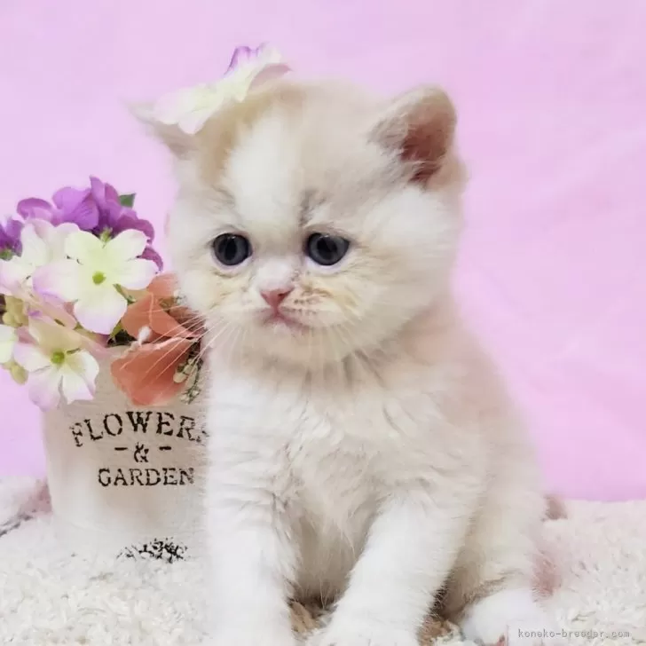 ID:2501-00201の子猫