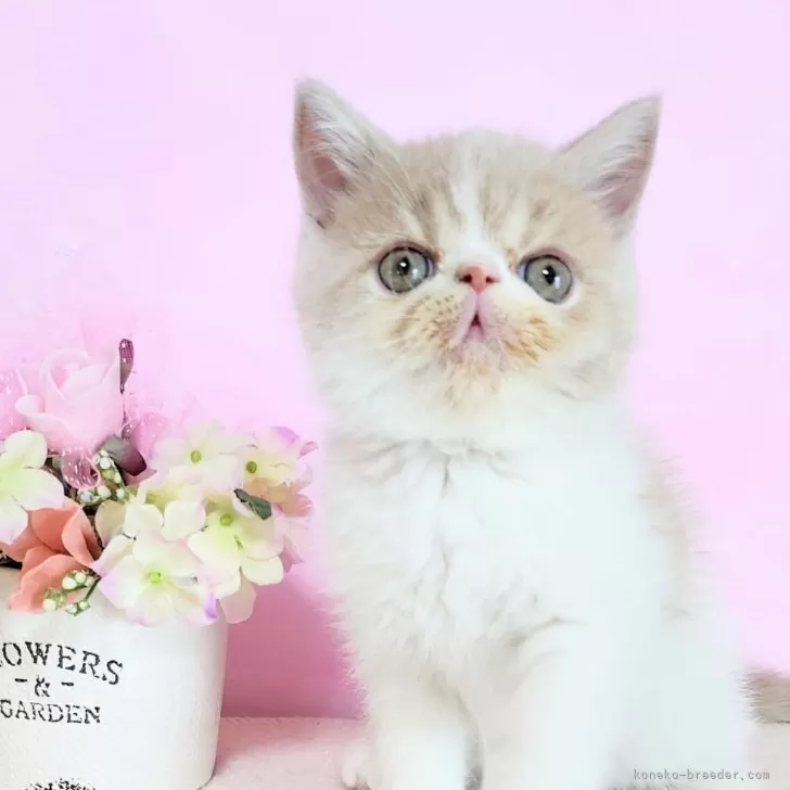 ID:2504-00624の子猫