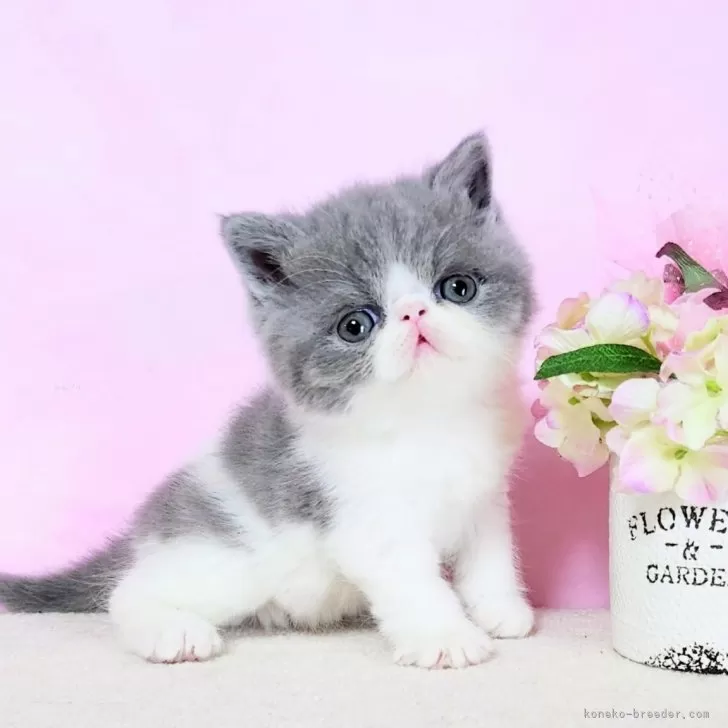 ID:2504-00617の子猫
