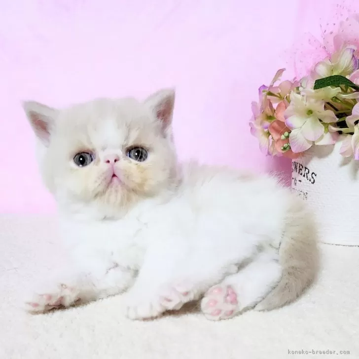 ID:2504-00623の子猫