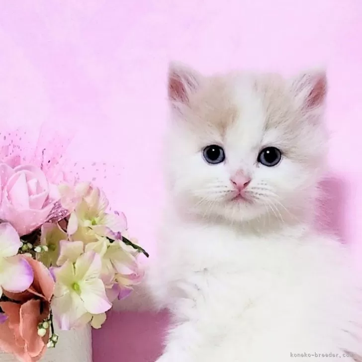 ID:2503-02524の子猫