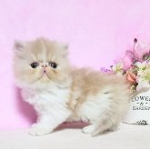 エキゾチックショートヘア
