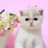 ミヌエット(長足)【群馬県・女の子・2024年12月2日・クリ-ム&ホワイト】の写真1