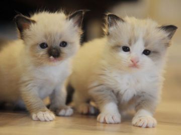 みんなの猫図鑑 宮城県で評判の良いマンチカンのブリーダー キャッテリー紹介