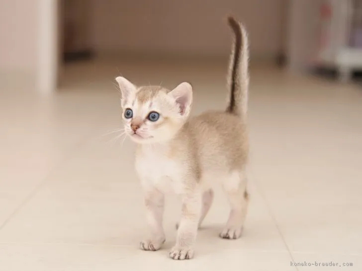 ID：1807-01244の子猫