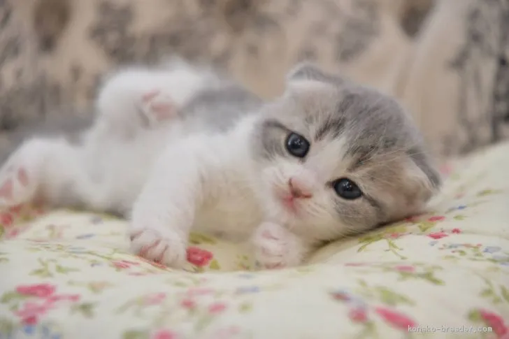 ID:2010-01032の子猫