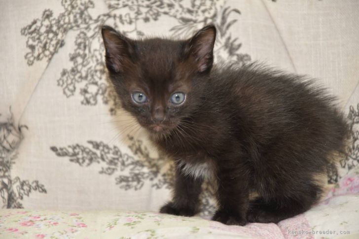 トイボブ 宮城県 男の子 21年2月28日 ブラックスモーク とっても小さな珍しい猫 ちゃんトイボブちゃん みんなの子猫ブリーダー 子猫id 2104