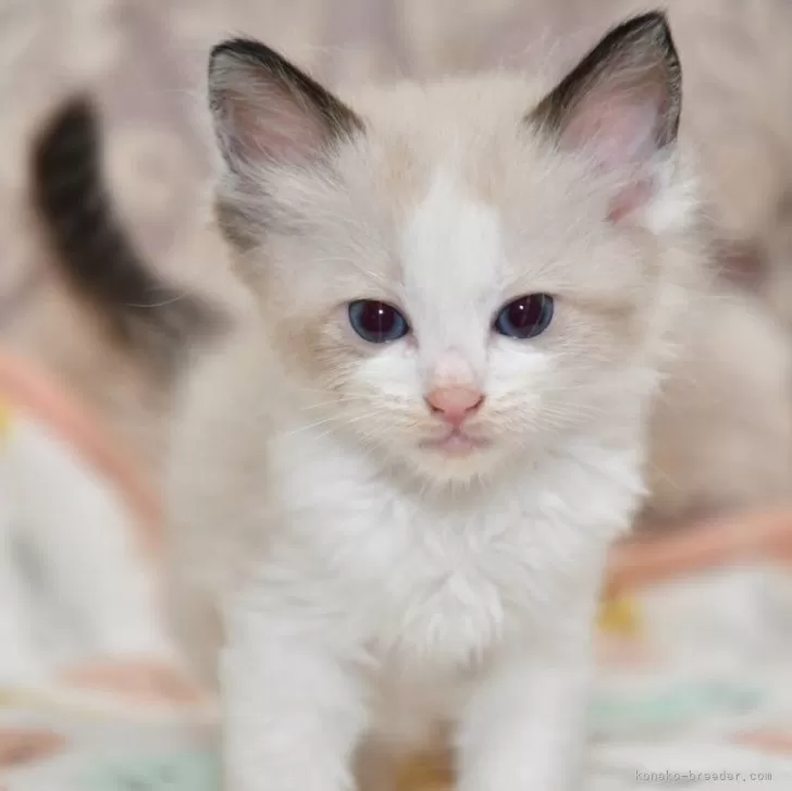 どら 様のお迎えした子猫