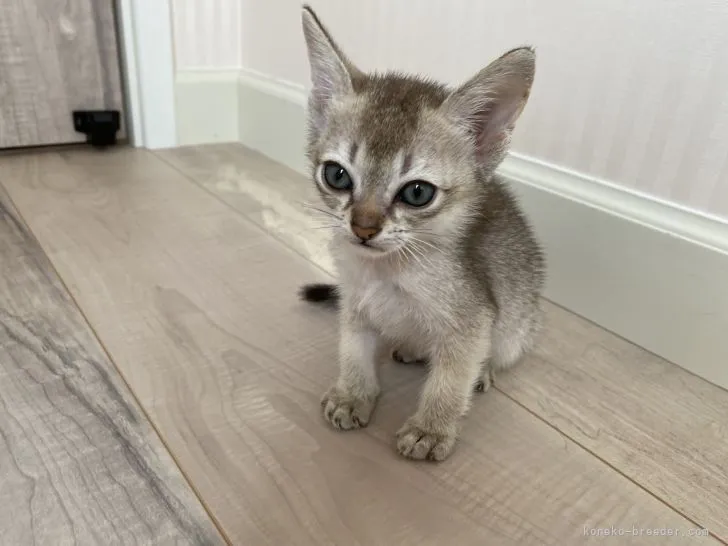 ID:2107-00324の子猫