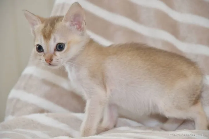 ID:2107-02648の子猫