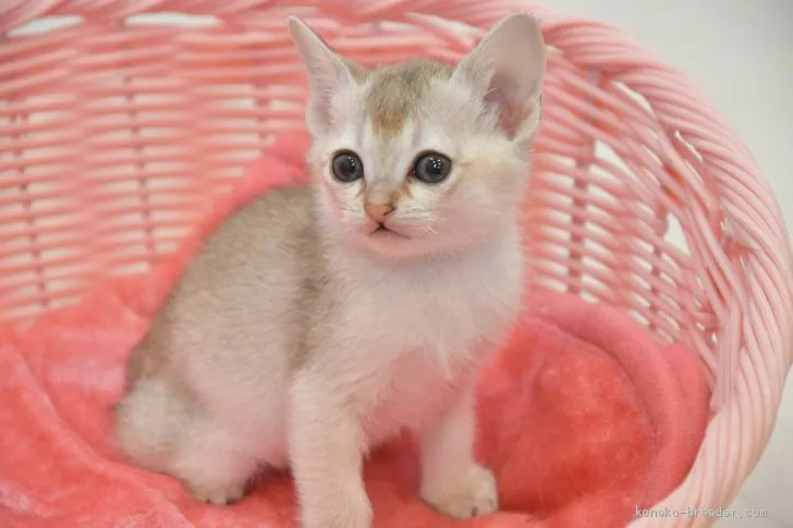 ID:2101-00321の子猫