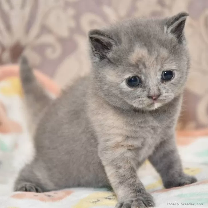 マロン💕 様のお迎えした子猫