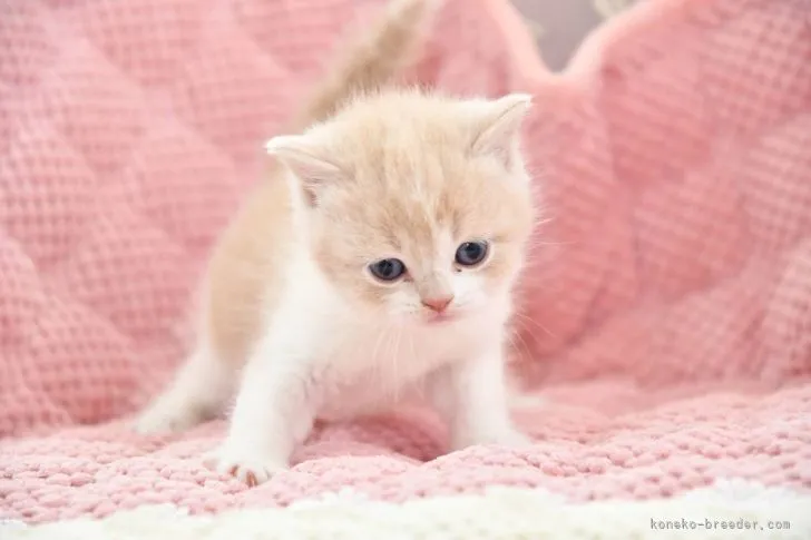 まこさん 様のお迎えした子猫