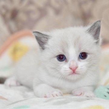 マンチカン(長足)【宮城県・男の子・2024年7月17日・ブルーホワイト（短毛）】の写真「可愛い子です♡」