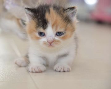 マンチカン(短足)【宮城県・女の子・2020年3月20日・キャリコ（ロング）】の写真「モコモコふわふわです。」