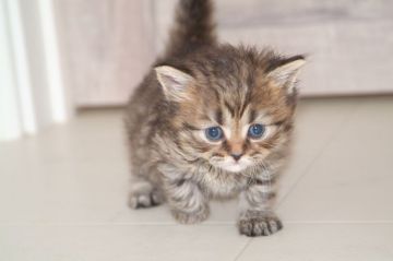 マンチカン(短足)【宮城県・女の子・2019年9月1日・ブラウンタビー（ロング）】の写真「フワフワロングです。」