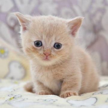 マンチカン(短足)【宮城県・男の子・2022年10月1日・クリームタビー（ショート）】の写真「可愛い子です❤︎」