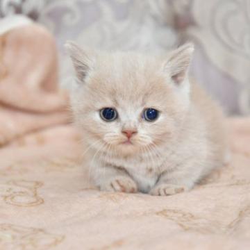 マンチカン(短足)【宮城県・女の子・2022年7月21日・クリームタビー（ショート）】の写真「タレ目ちゃんです♡」