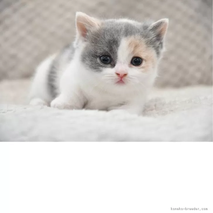 RIKO 様のお迎えした子猫
