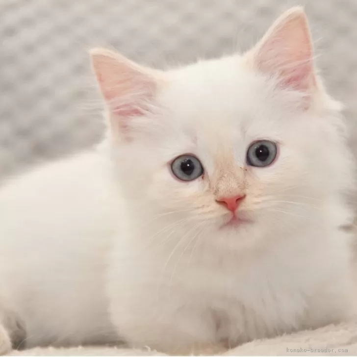あささん 様のお迎えした子猫
