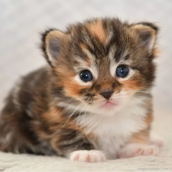 ID:2504-00822の子猫