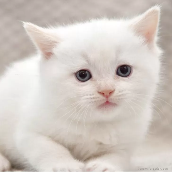 ちゃ 様のお迎えした子猫