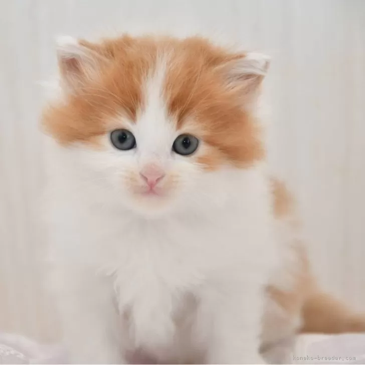 ID:2504-02003の子猫