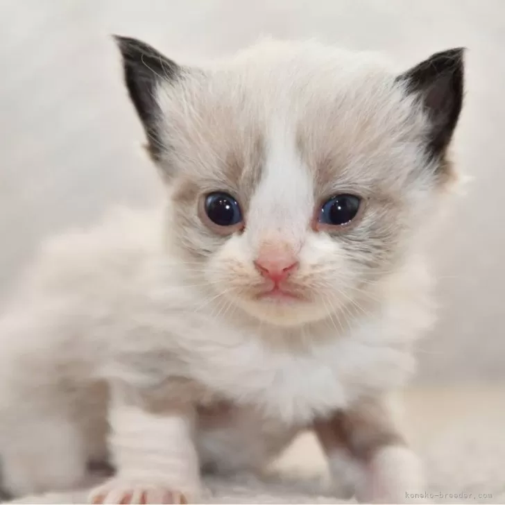 ID:2504-00005の子猫