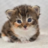 ノルウェージャンフォレストキャット