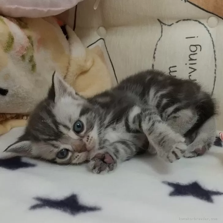 ID:2405-03428の子猫