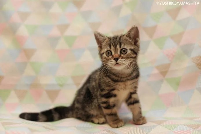 ユキエ 様のお迎えした子猫