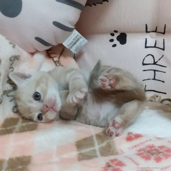 M.M 様のお迎えした子猫