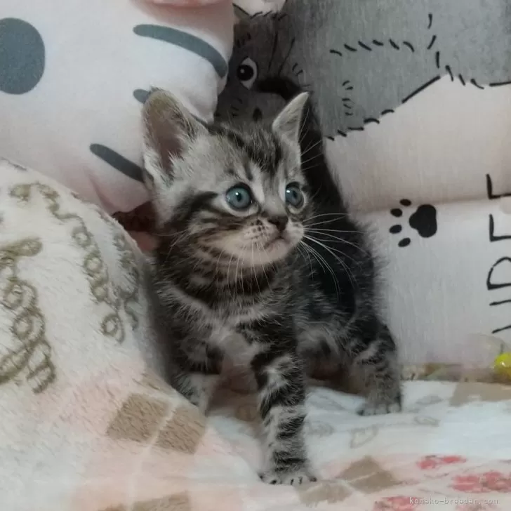 ID:2503-00860の子猫