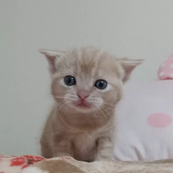ID:2501-00225の子猫