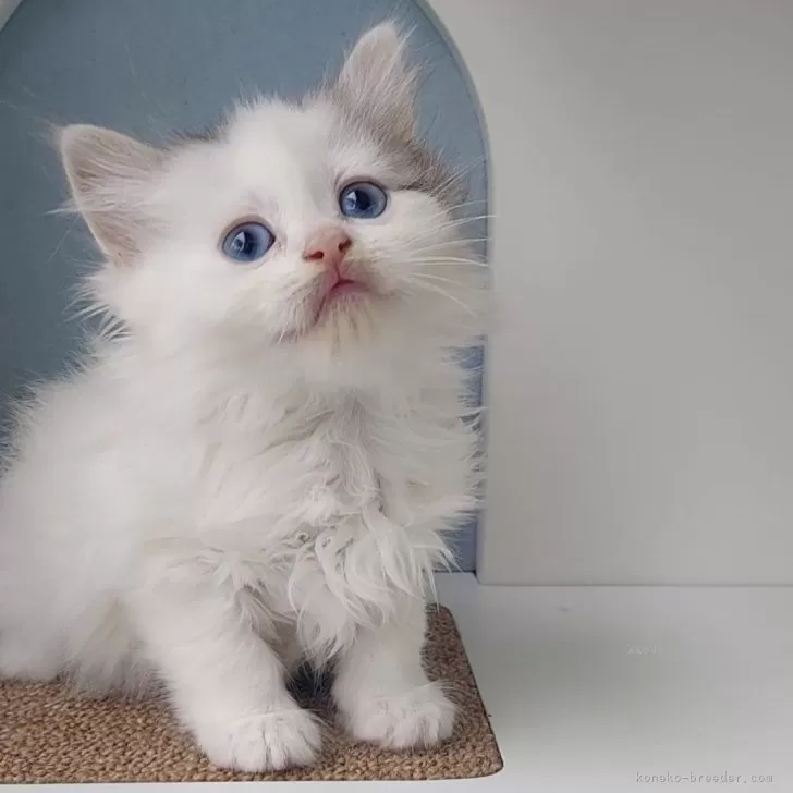 ID:2405-01808の子猫