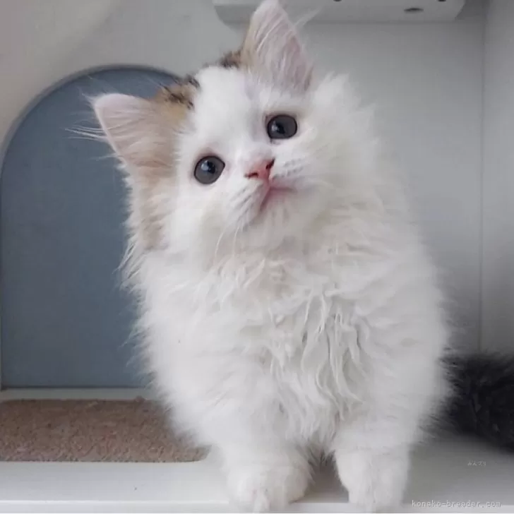 ID:2504-03259の子猫