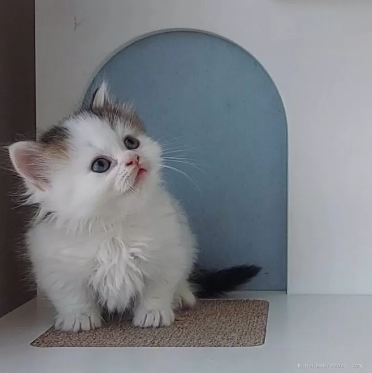 ID:2504-02732の子猫