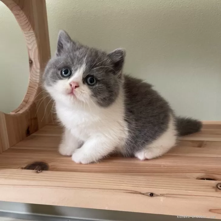 ID:2411-01962の子猫