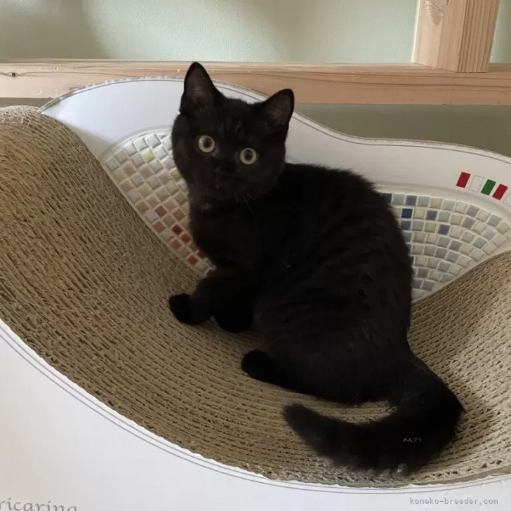 ID:2411-01506の子猫