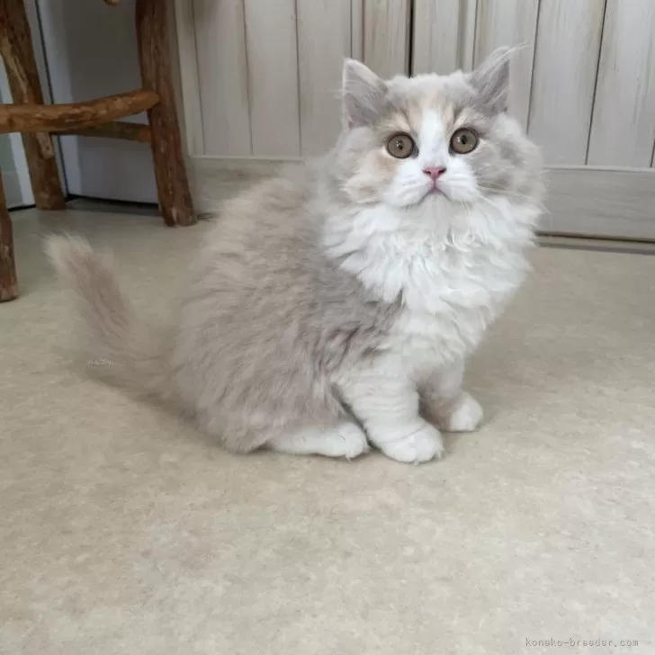 ID:2411-02758の子猫