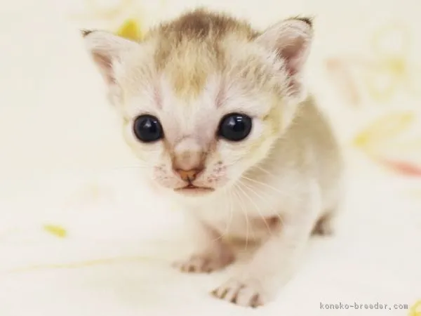 ID:1608-00535の子猫
