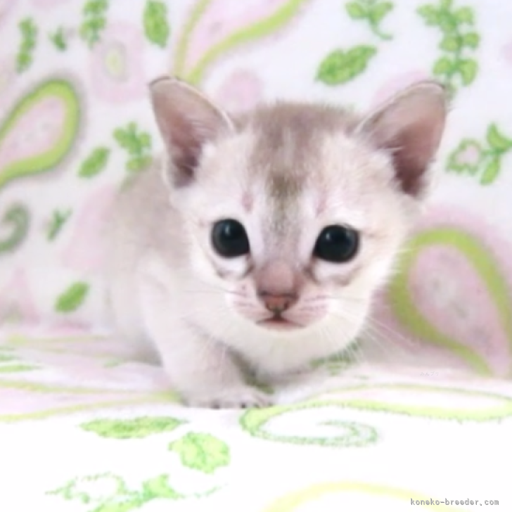 E.M 様のお迎えした子猫