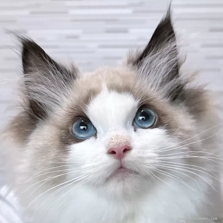 ID:2504-00427の子猫